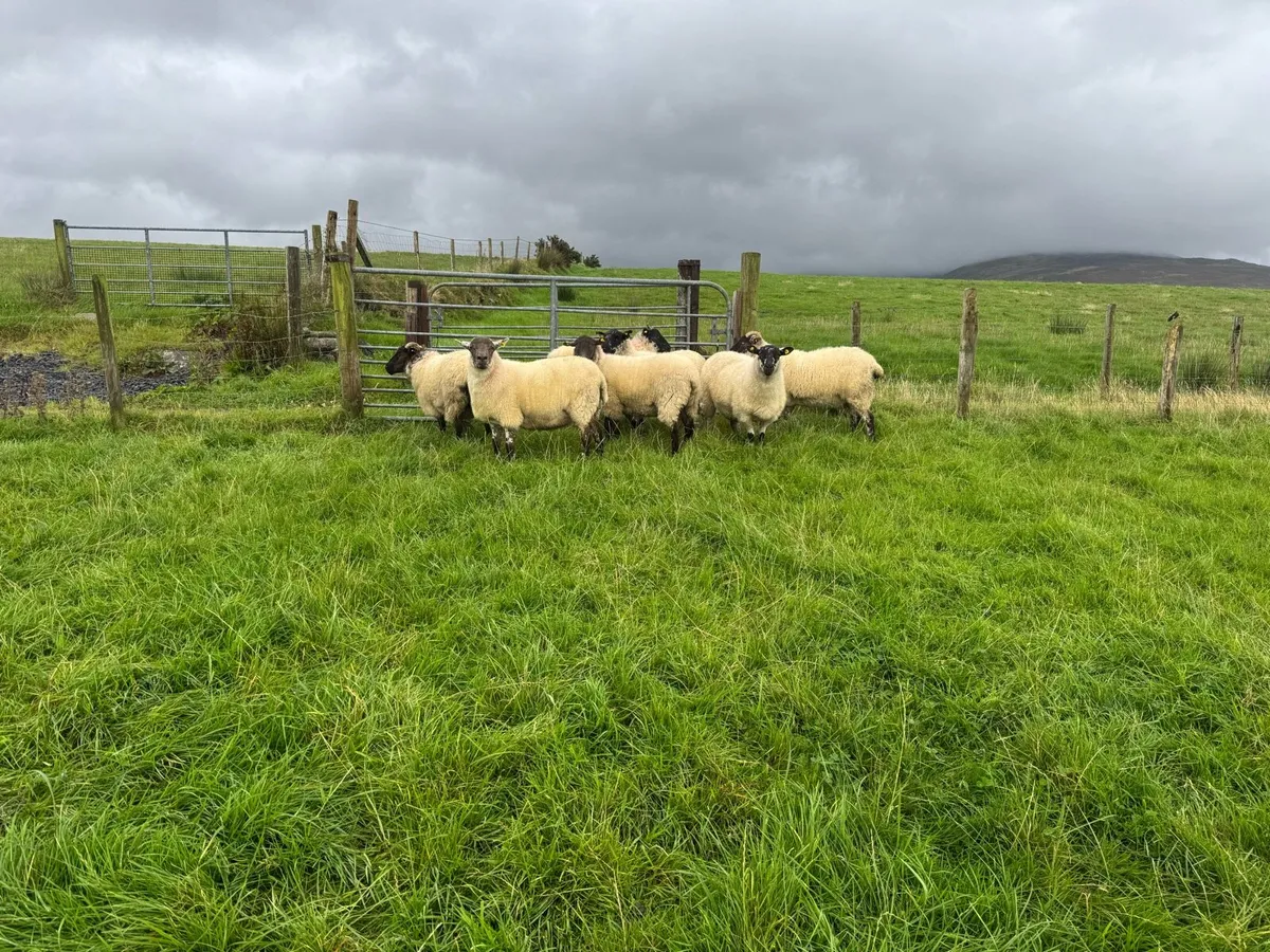 7 Organic Hoggets - Image 3