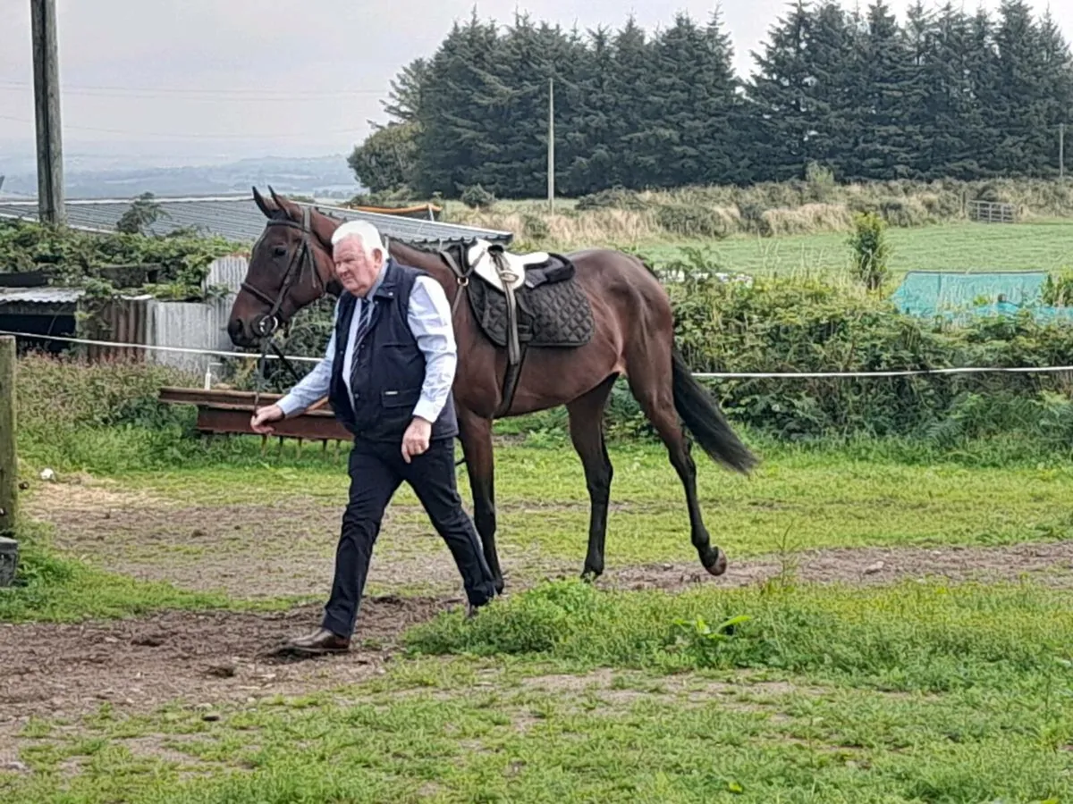 FOR SALE OR LEASE 4 YR OLD TB MARE 16.2 HH - Image 2