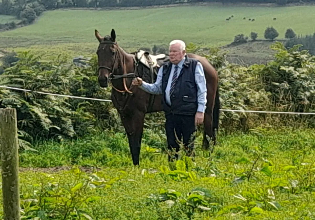 FOR SALE OR LEASE 4 YR OLD TB MARE 16.2 HH - Image 1