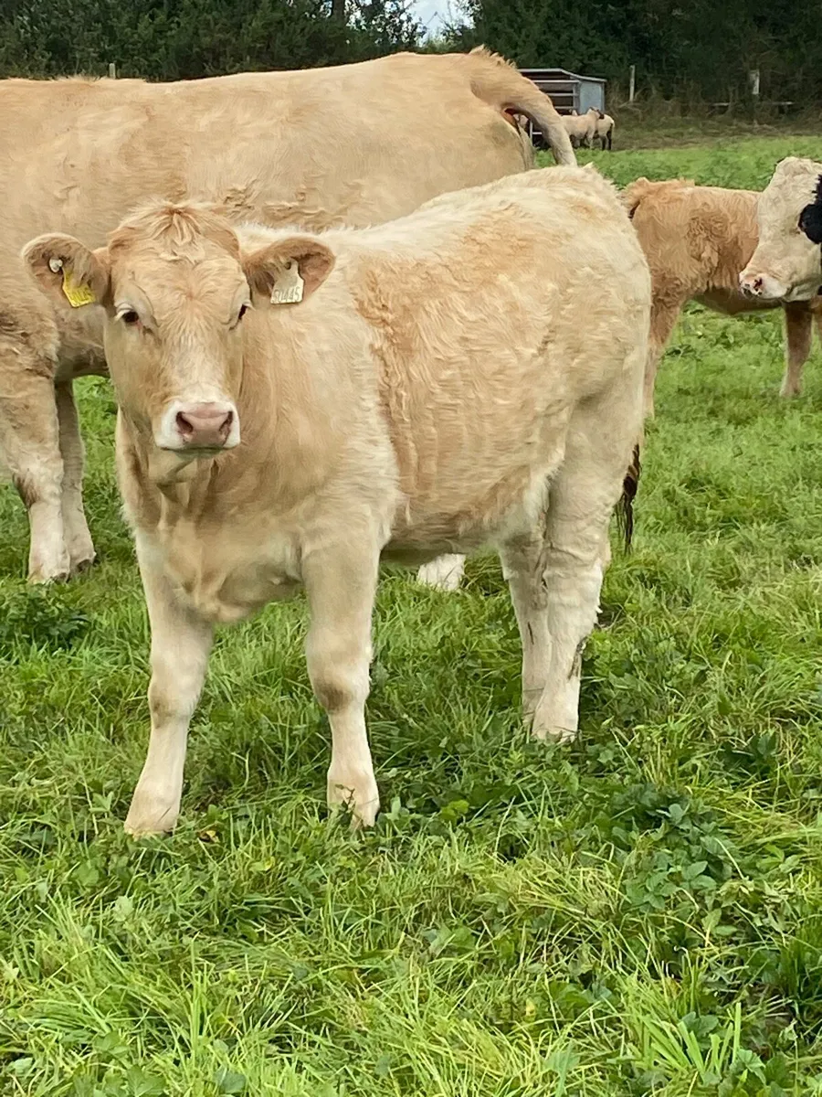 Charolais weanling heifers - Image 1