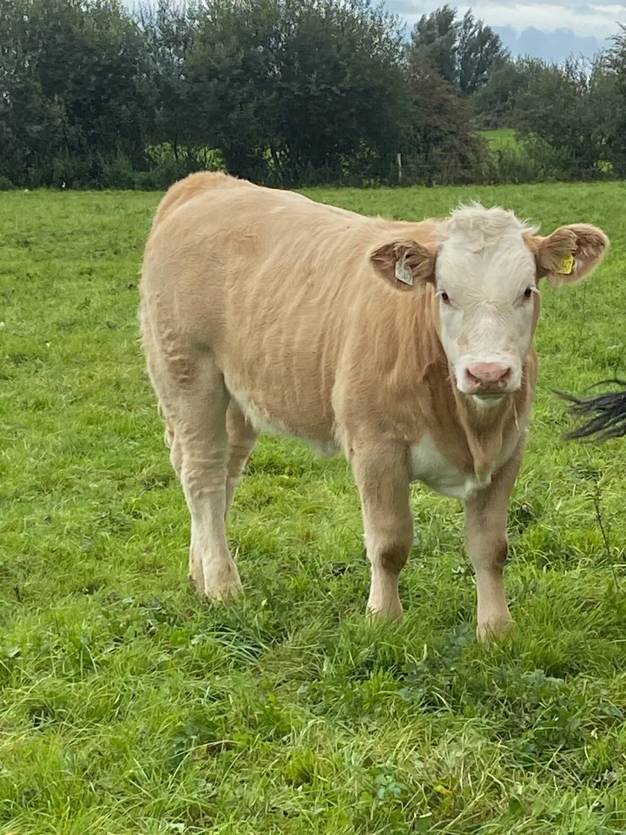Charolais weanling heifers - Image 2