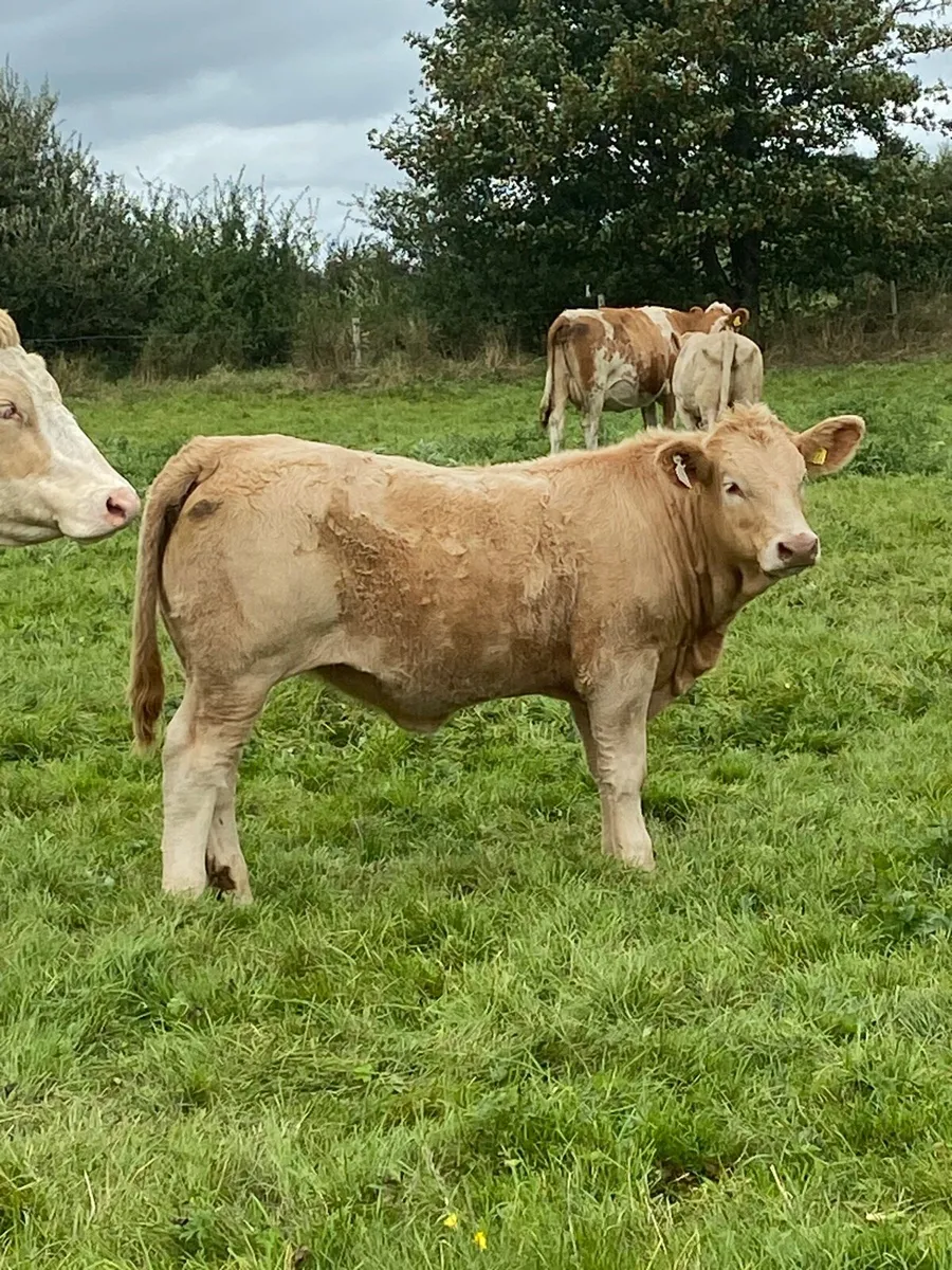 Charolais weanling heifers - Image 3