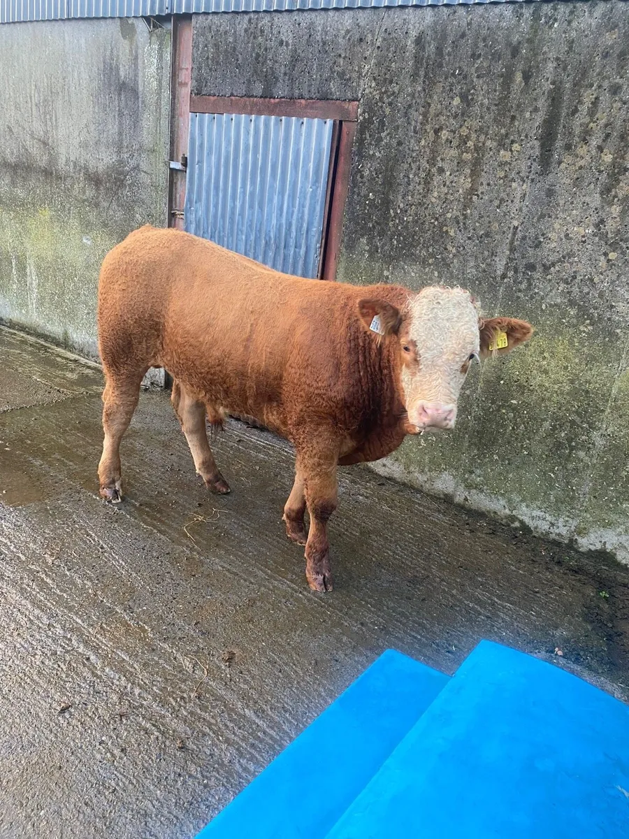 Limousine bull weanling - Image 2
