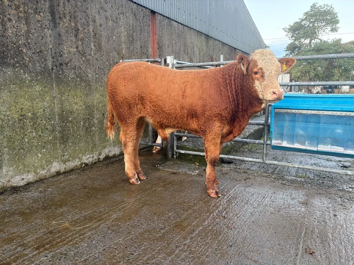 Limousine bull weanling - Image 4
