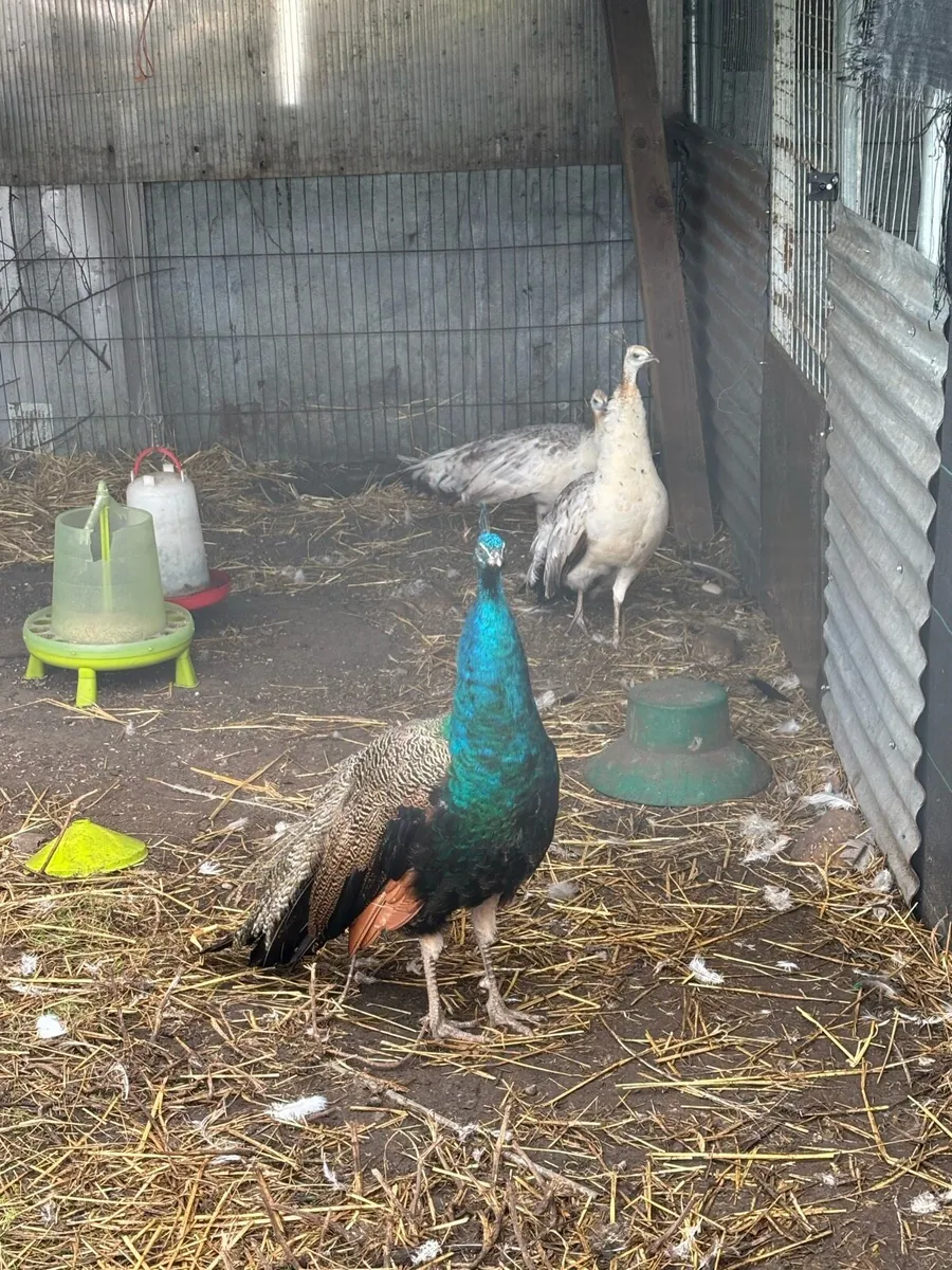 Year and half old peacock - Image 2
