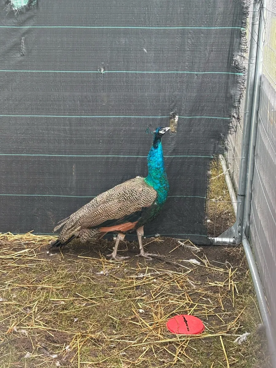 Year and half old peacock - Image 1