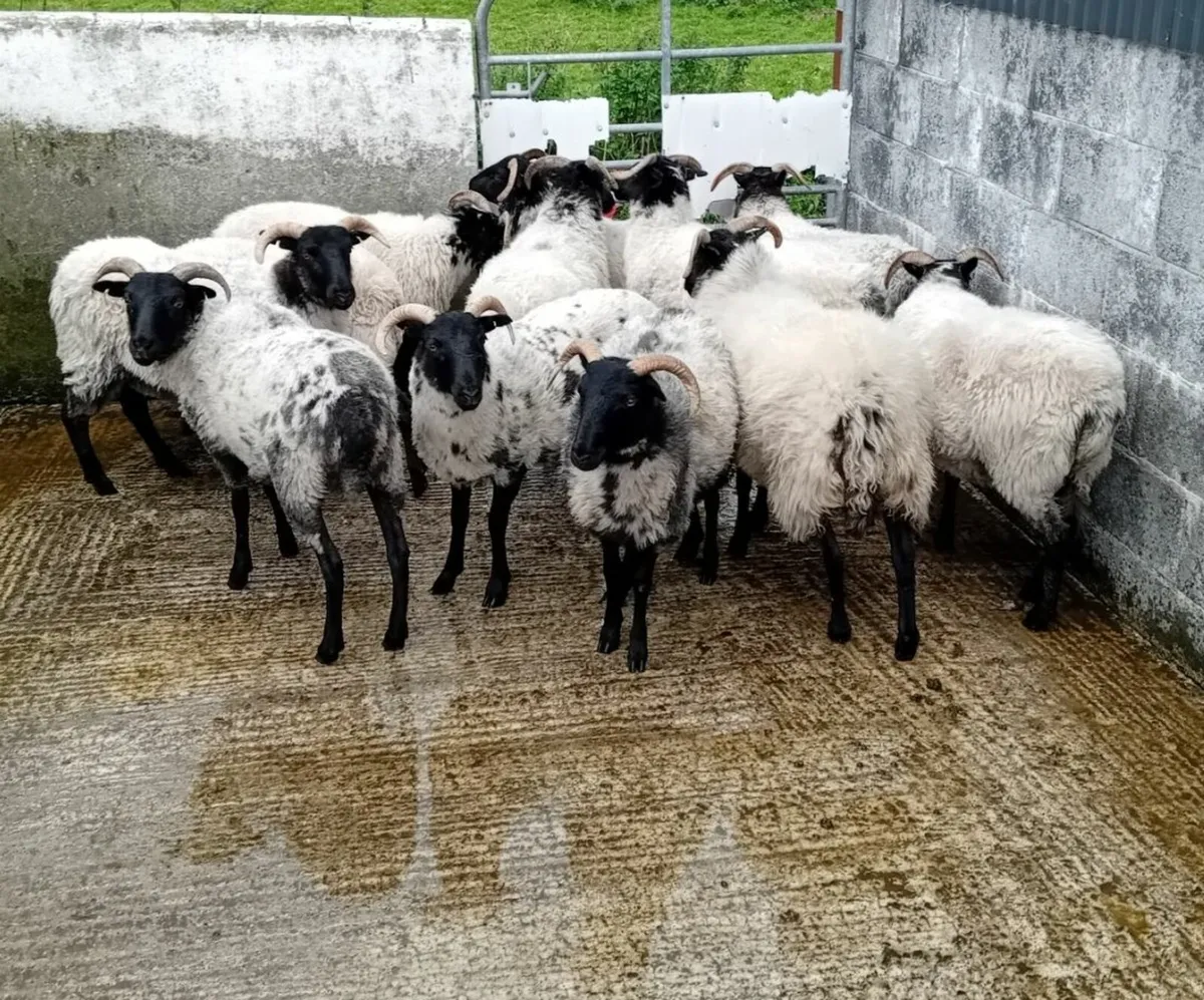Blackface mayo mountain Sheep - Image 2