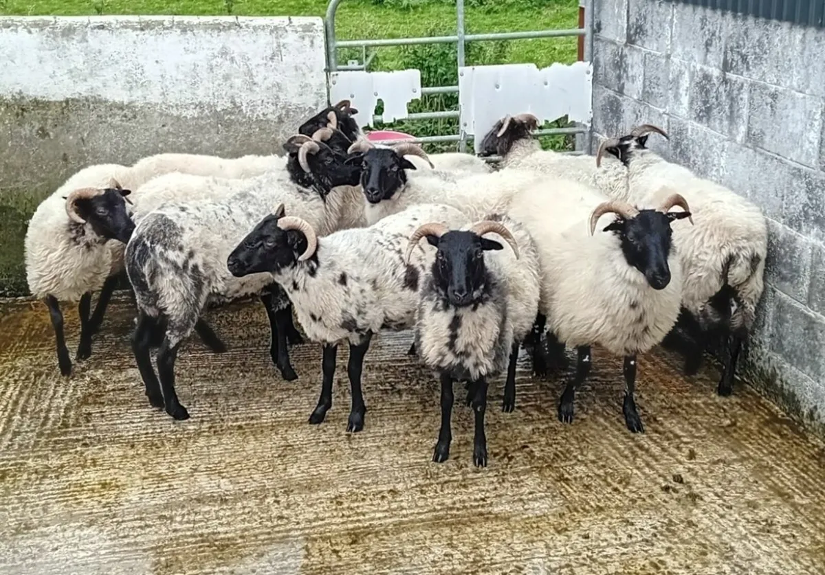 Blackface mayo mountain Sheep - Image 4