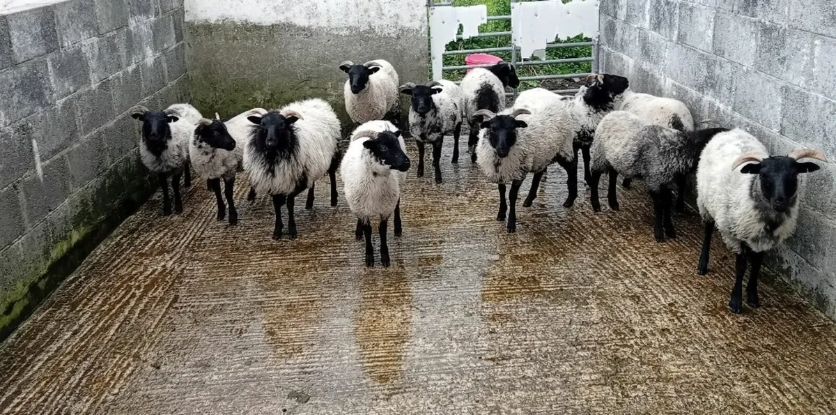 Blackface mayo mountain Sheep - Image 1