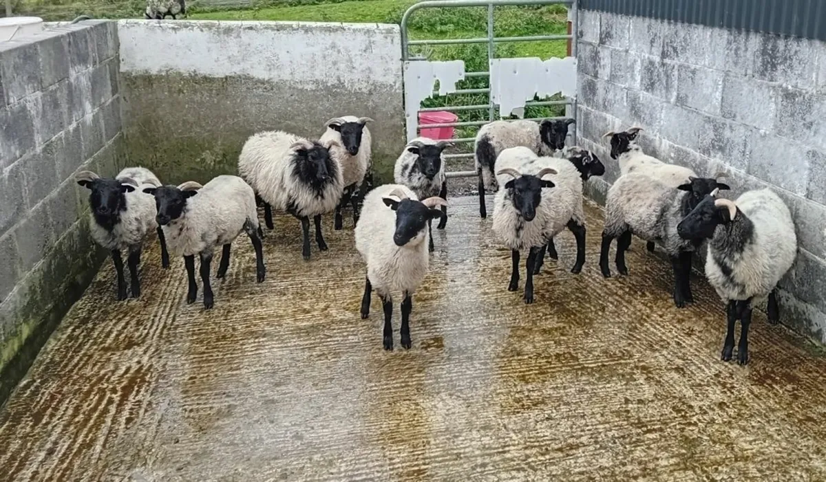 Blackface mayo mountain Sheep - Image 1
