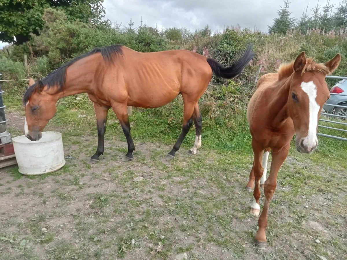 TB brood mare . - Image 2