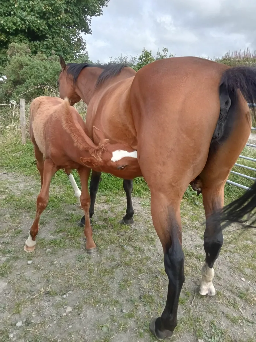 TB brood mare . - Image 3
