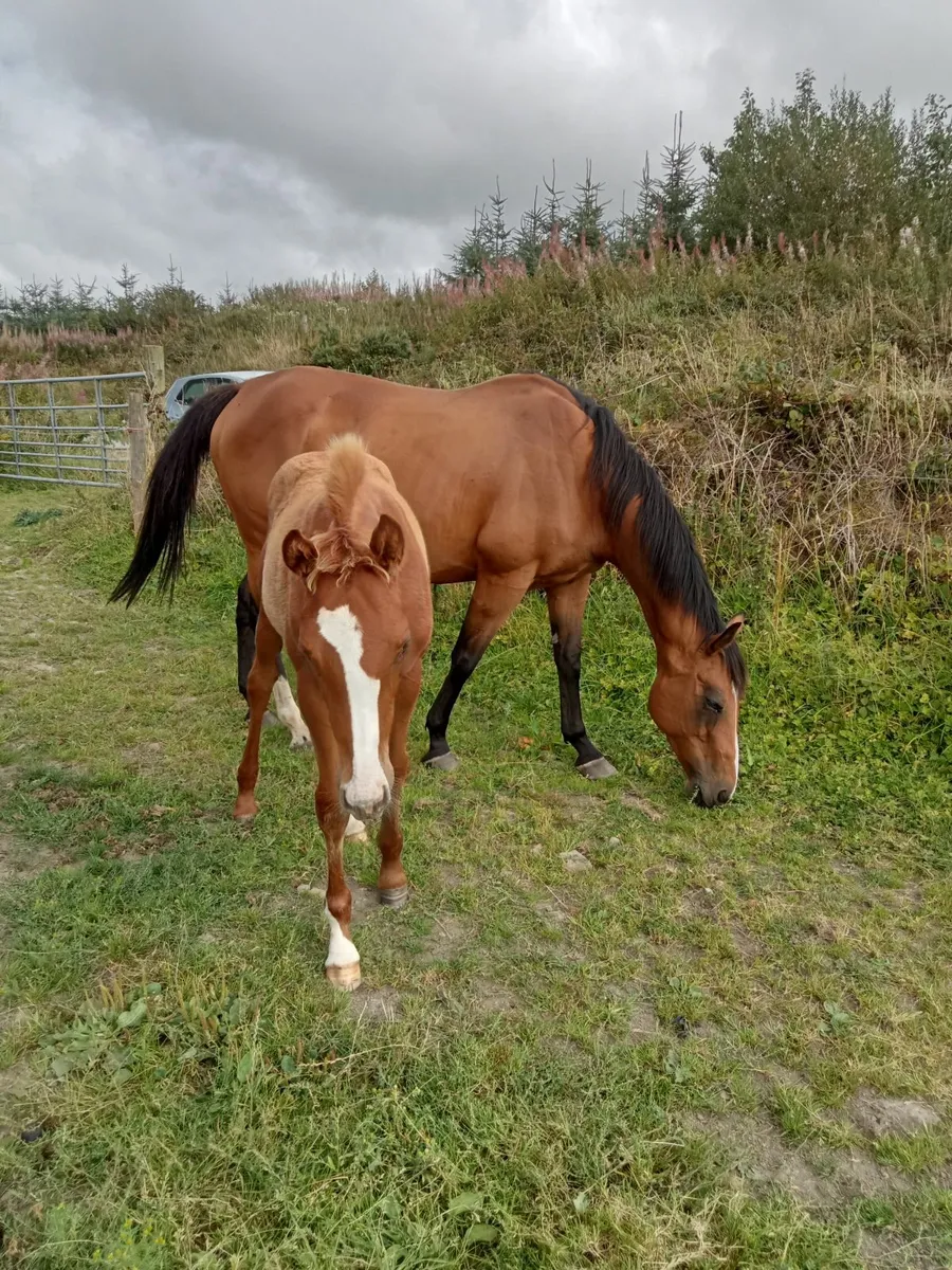 TB brood mare . - Image 4