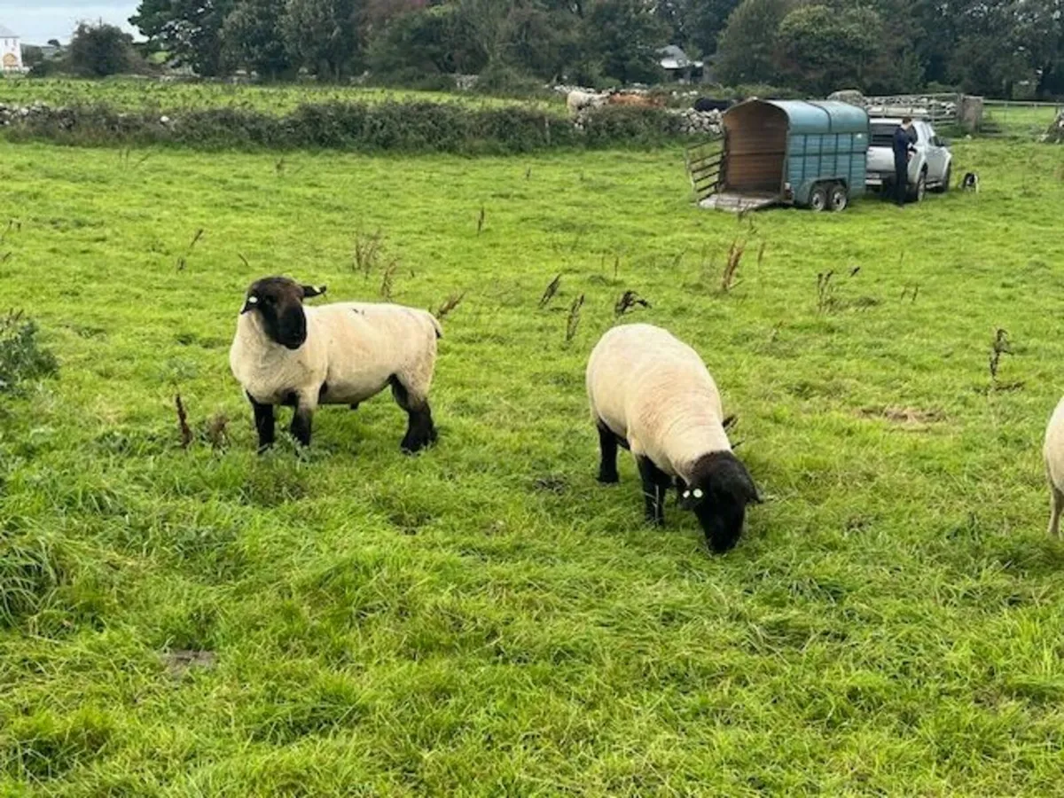 Pure Bred Suffolk Rams SIS approved - Image 1