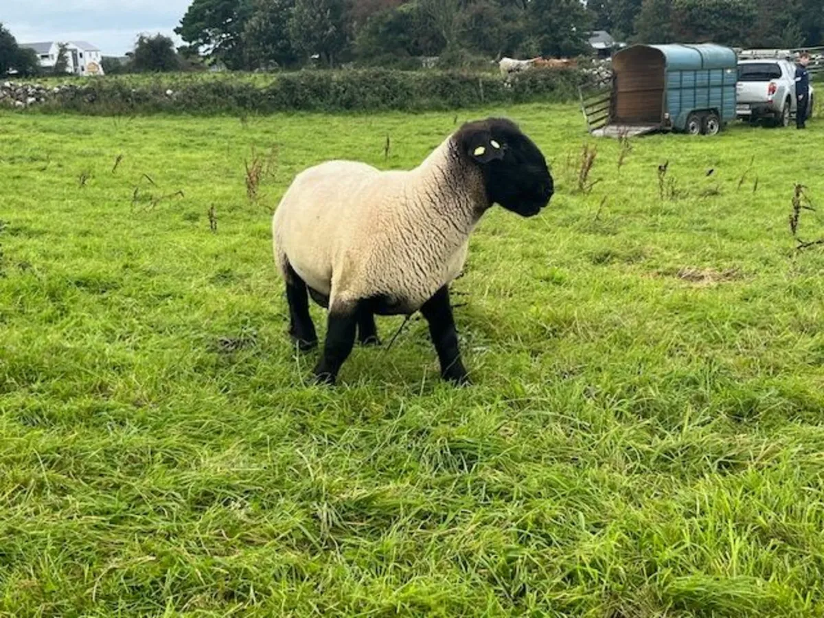 Pure Bred Suffolk Rams SIS approved - Image 2