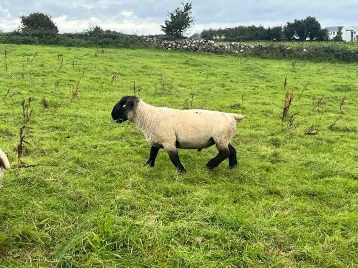 Pure Bred Suffolk Rams SIS approved - Image 3