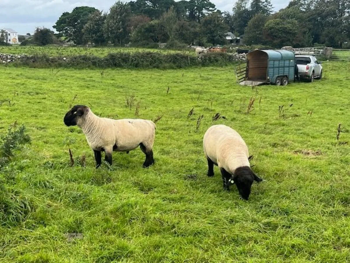 Pure Bred Suffolk Rams SIS approved - Image 4