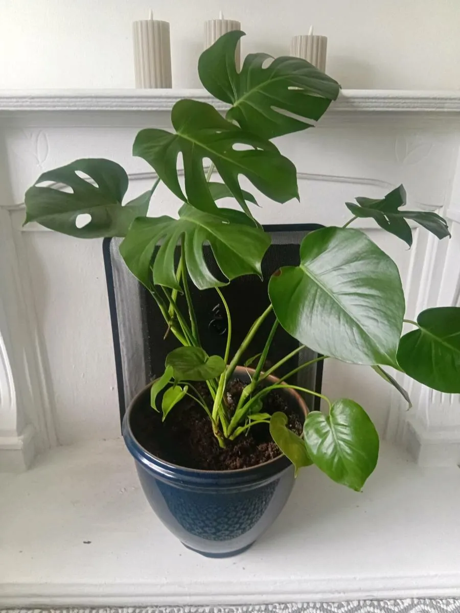 PLANT(s)  (MONSTERA) - Image 1