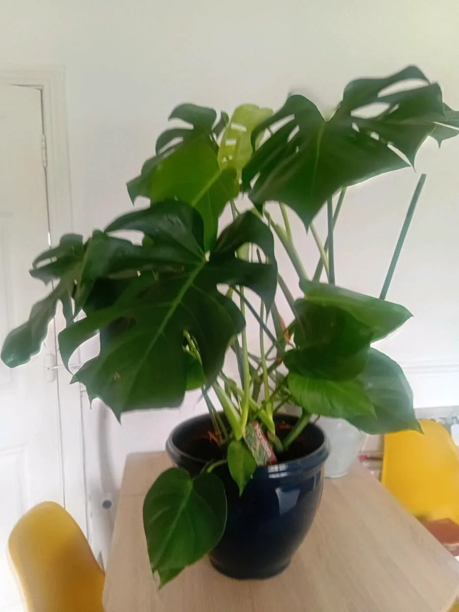 PLANT(s)  (MONSTERA) - Image 3