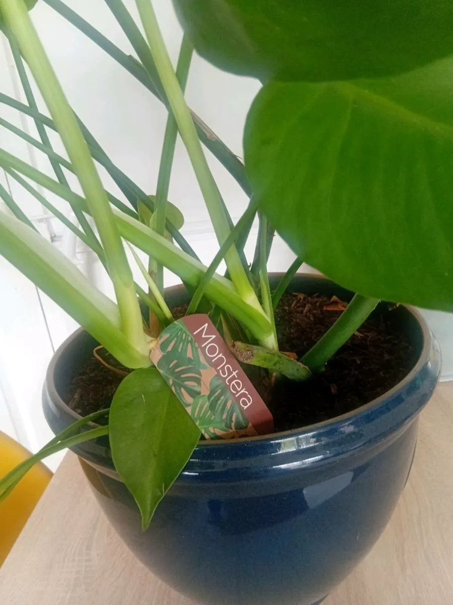 PLANT(s)  (MONSTERA) - Image 4