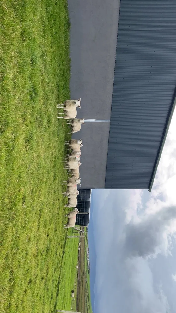 Wicklow Cheviot Ewe Lambs - Image 1
