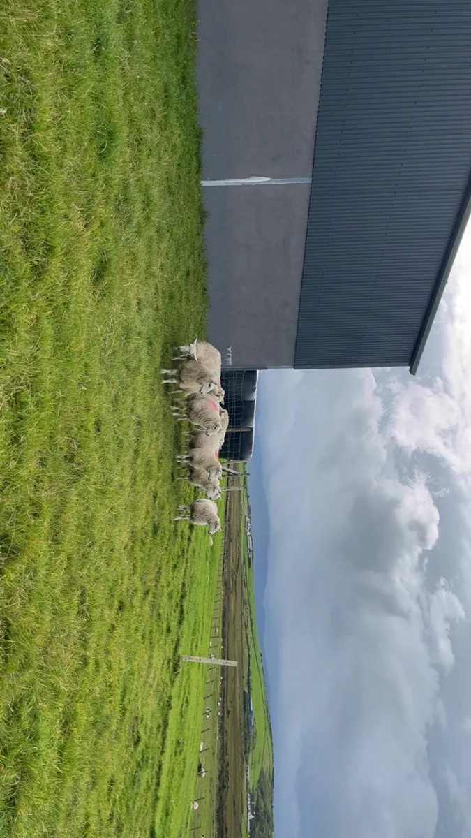 Wicklow Cheviot Ewe Lambs - Image 2