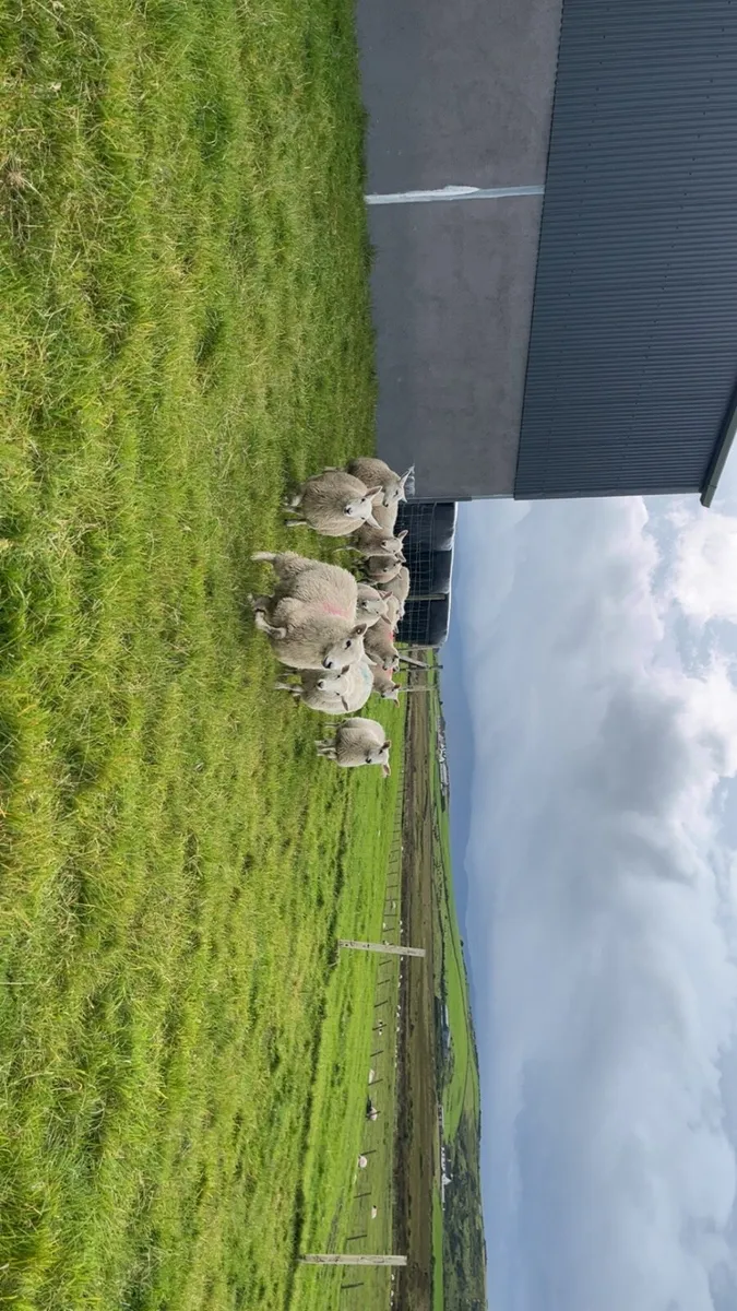 Wicklow Cheviot Ewe Lambs - Image 3