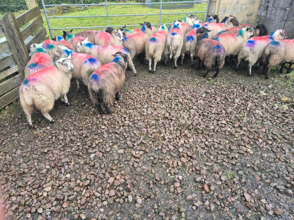 Ewe and Ram lambs - Image 2