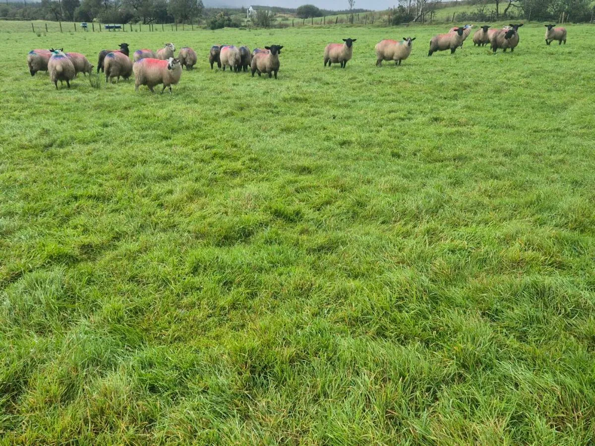 Ewe and Ram lambs - Image 1