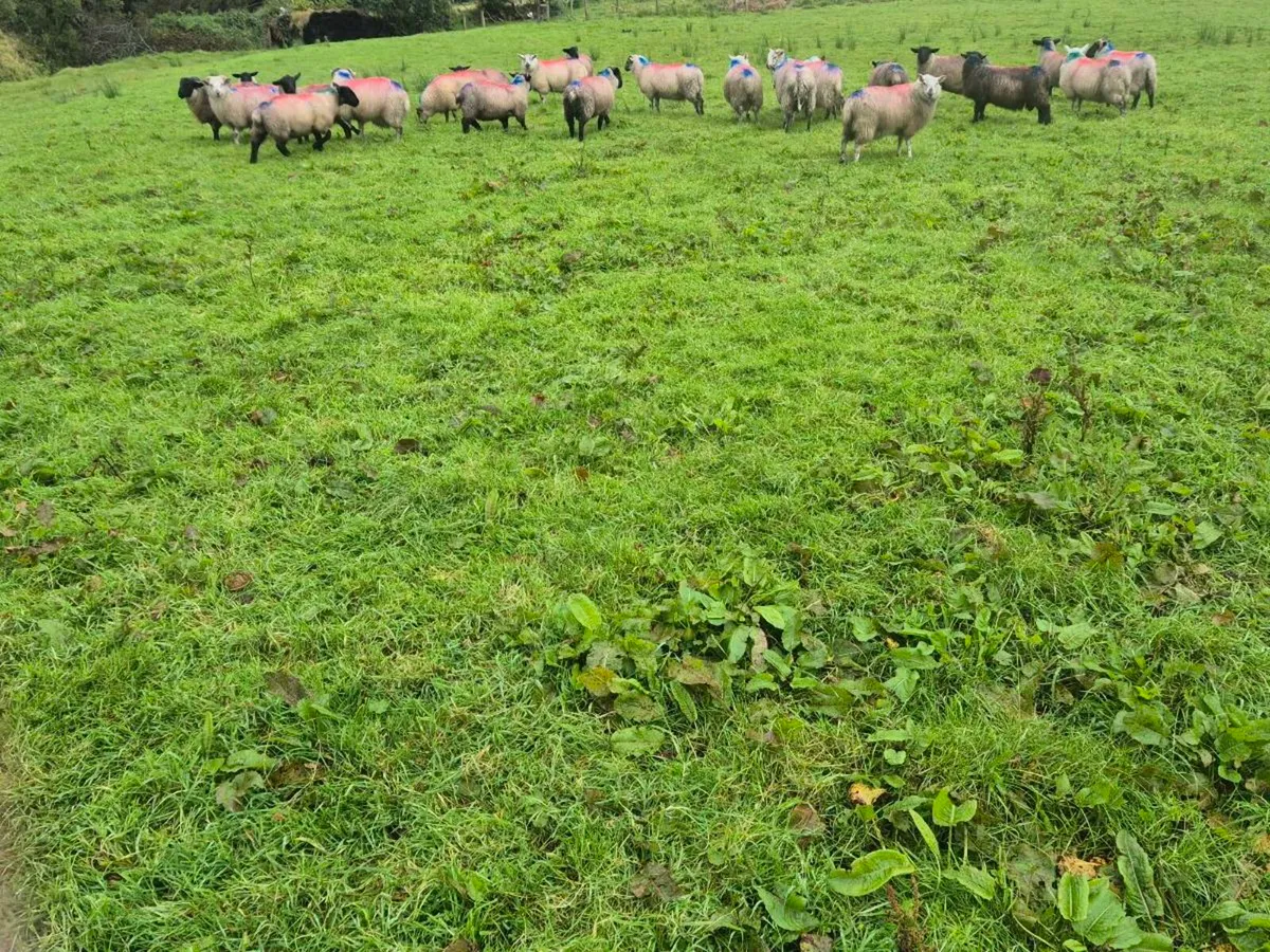 Ewe and Ram lambs - Image 4