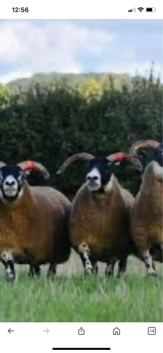 Lanark ewes required