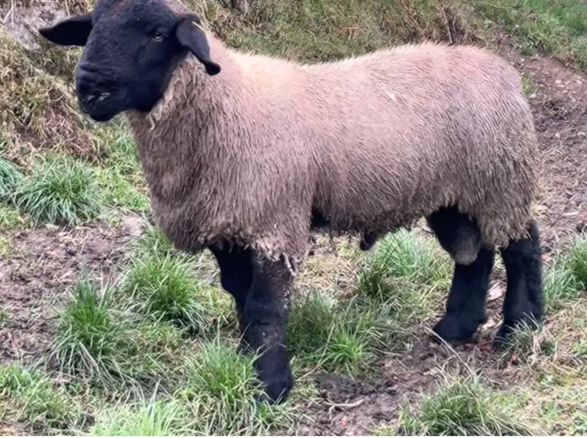 Suffolk ram lambs and hoggets - Image 2