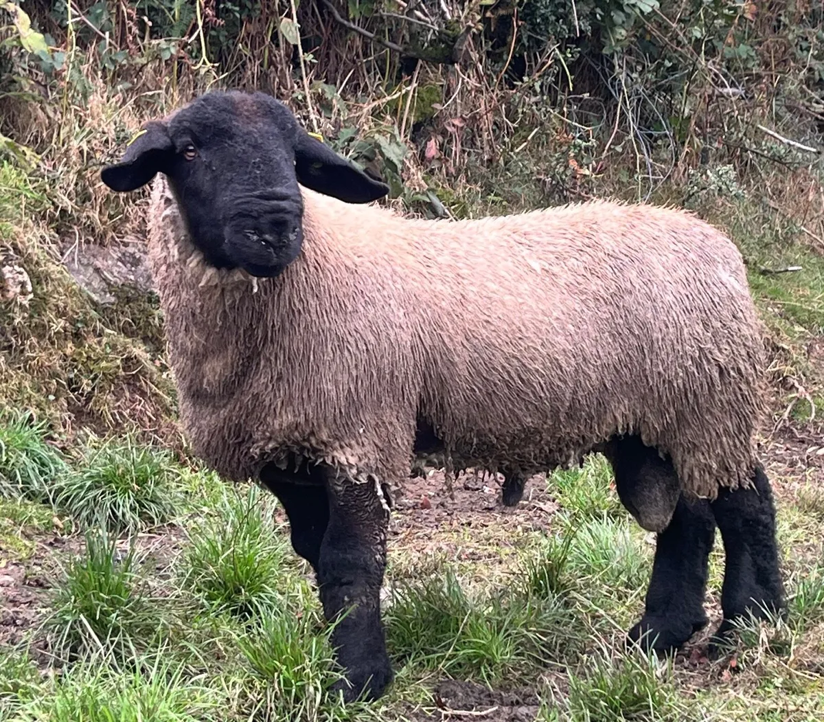 Suffolk ram lambs and hoggets - Image 3