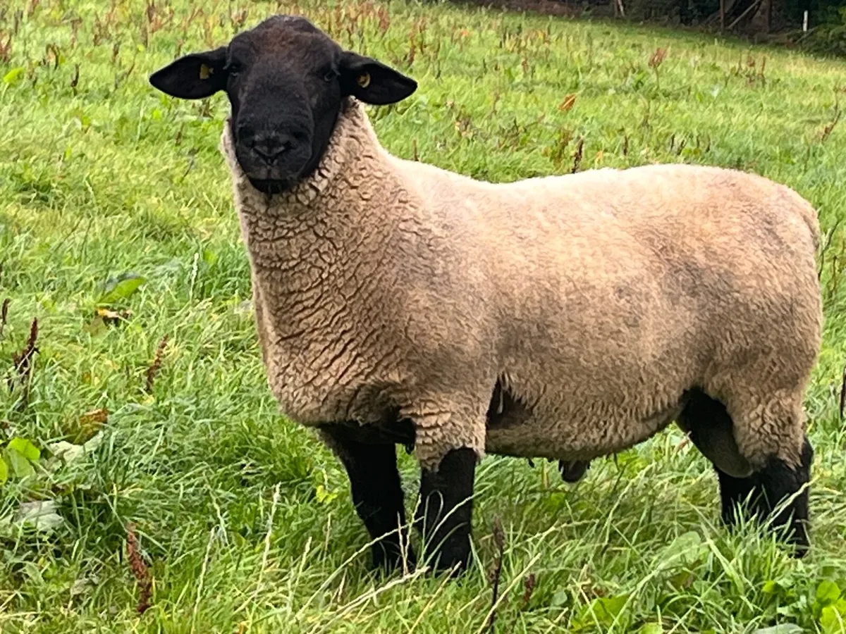 Suffolk ram lambs and hoggets - Image 1
