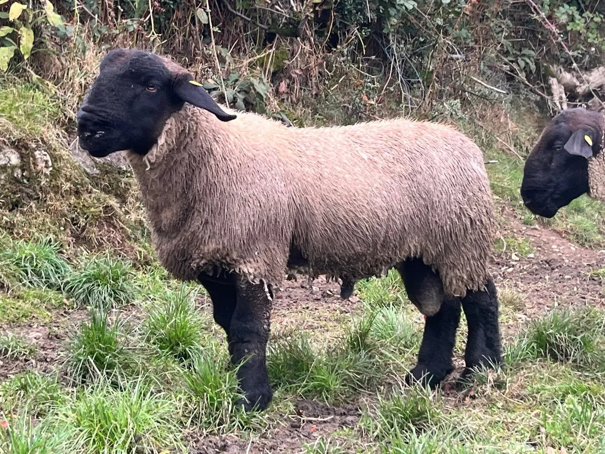 Suffolk ram lambs and hoggets - Image 4