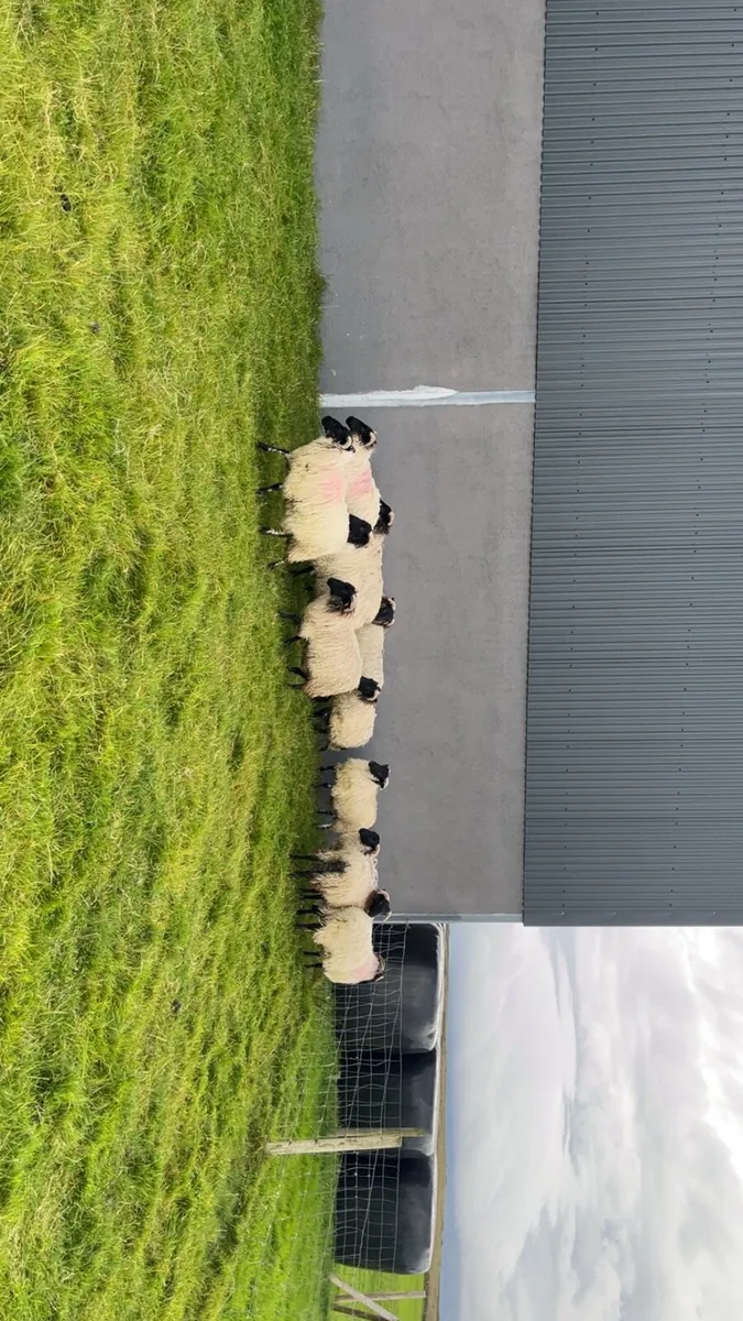 Mayo Mountain Ewe Lambs - Image 1