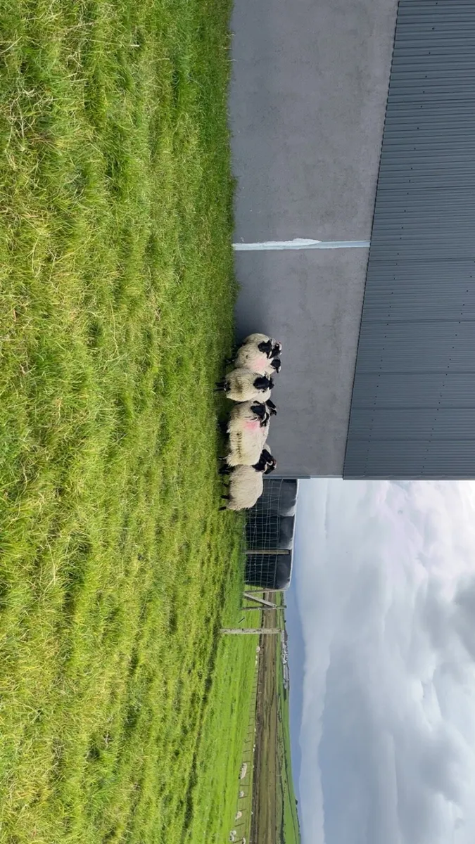 Mayo Mountain Ewe Lambs - Image 2