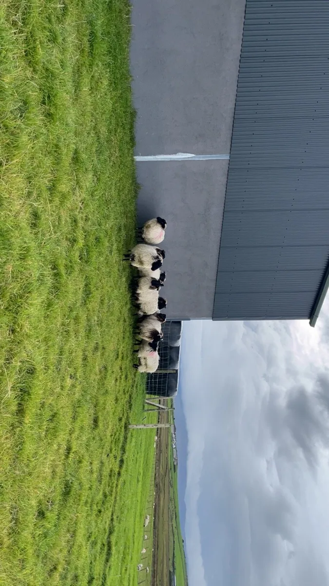 Mayo Mountain Ewe Lambs - Image 3