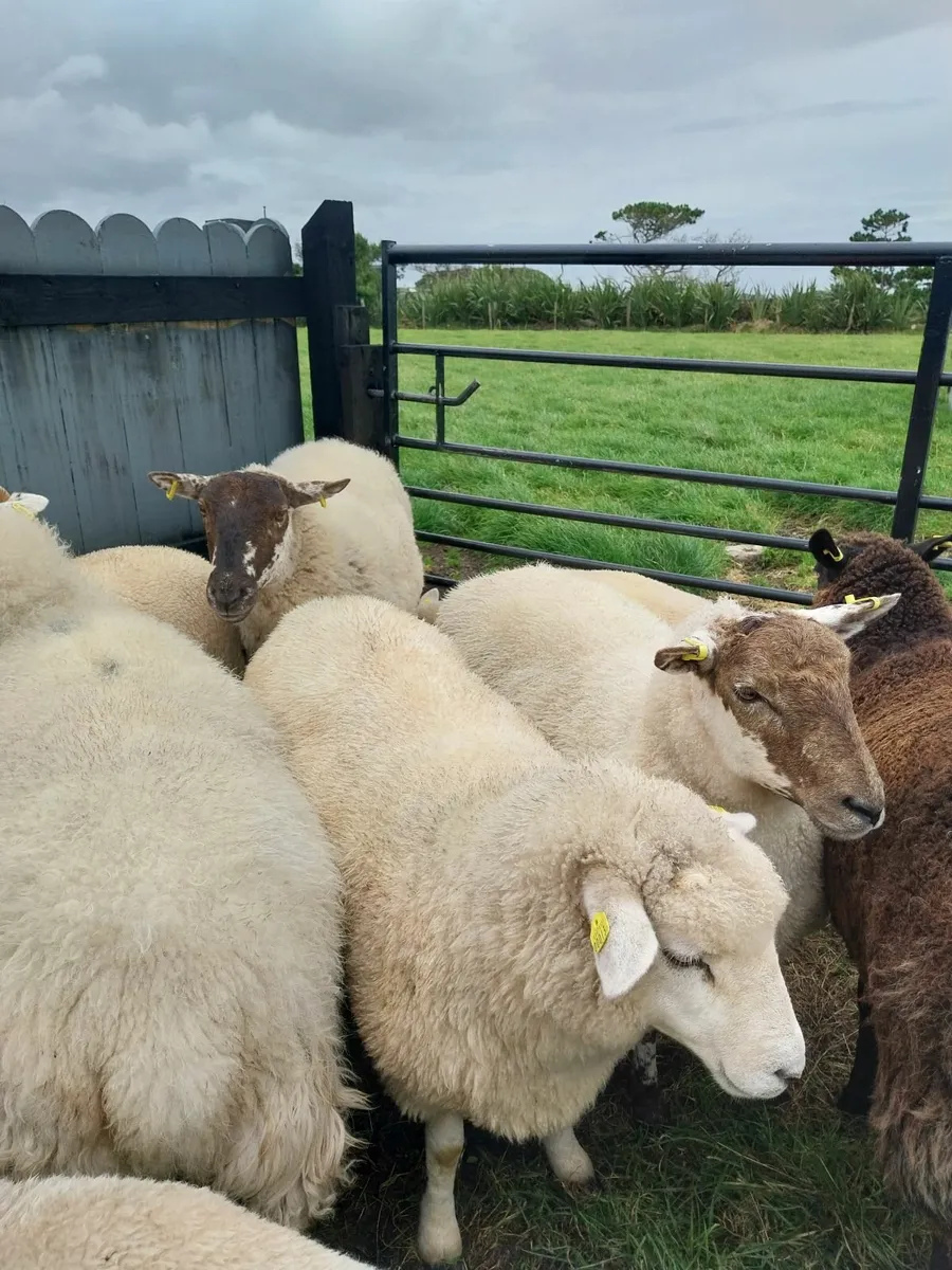 Crossbred Ewe Hoggets x10 - Image 1