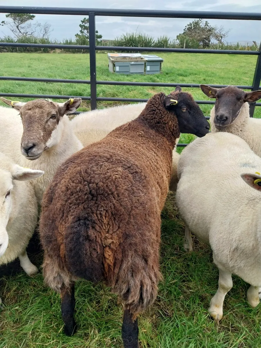 Crossbred Ewe Hoggets x10 - Image 3