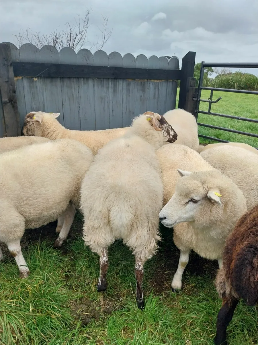 Crossbred Ewe Hoggets x10 - Image 4