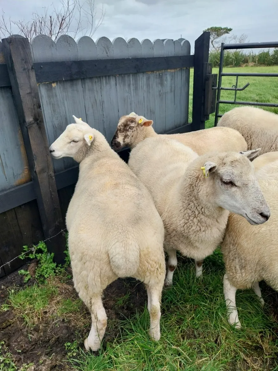Crossbred Ewe Hoggets x10 - Image 1