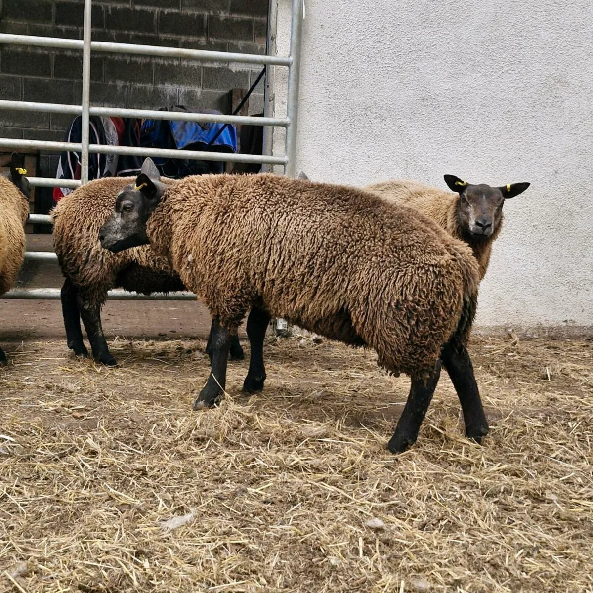 P.b.r Blue texel ram lamb's sis approved - Image 3