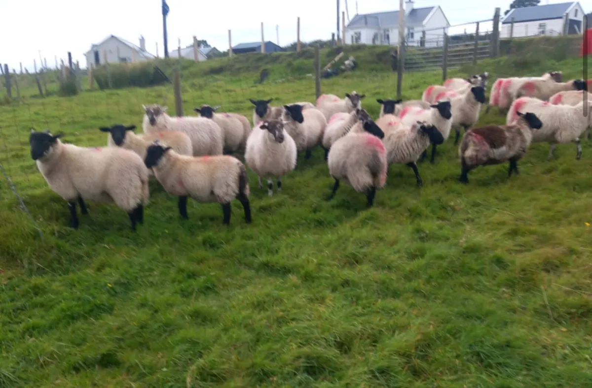 Ewe lambs - Image 1