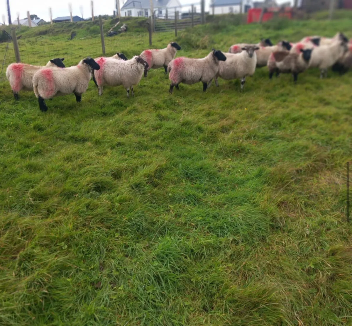 Ewe lambs - Image 2