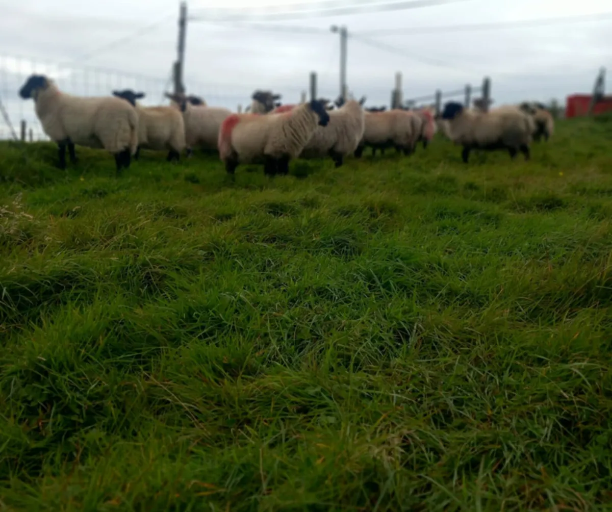 Ewe lambs - Image 3