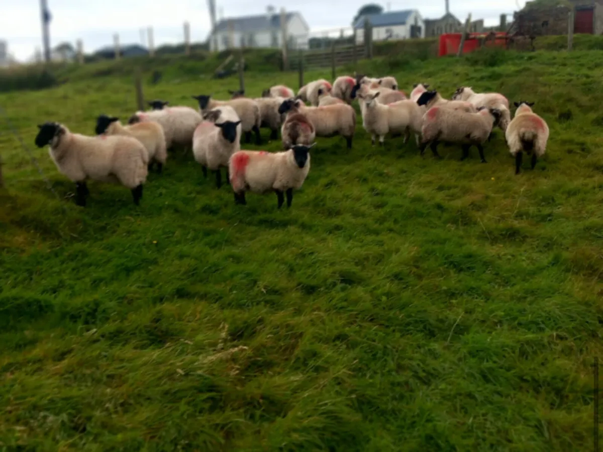 Ewe lambs - Image 4