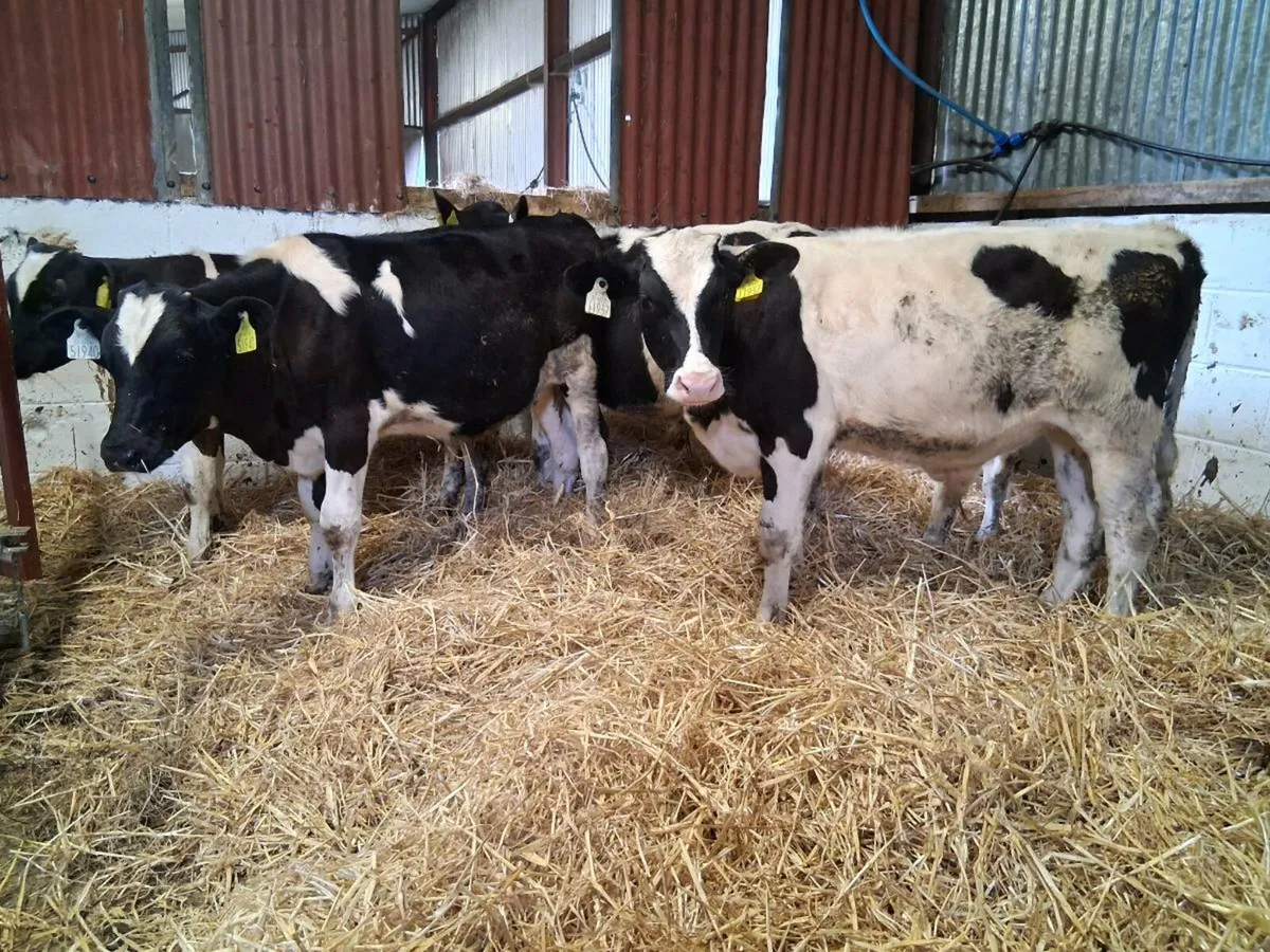5 Fresian Bull Weanlings - Image 1