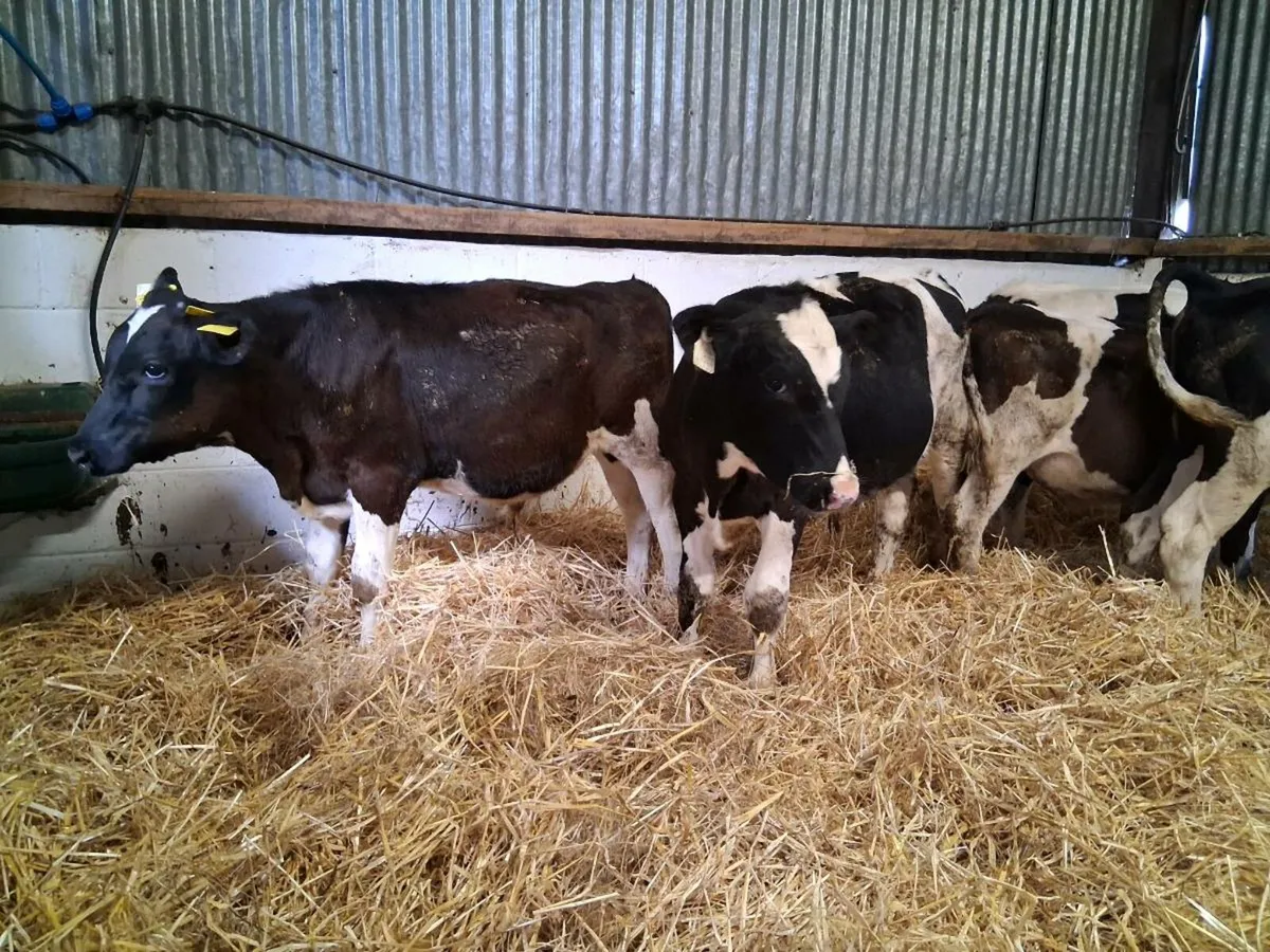 5 Fresian Bull Weanlings - Image 2