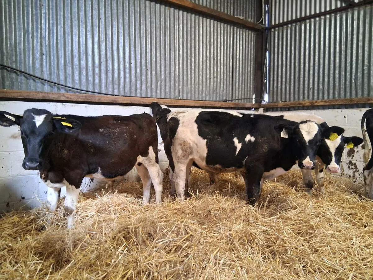 5 Fresian Bull Weanlings - Image 3